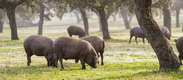 Jamón Ibérico de bellota un tesoro culinario amenazado por aranceles
