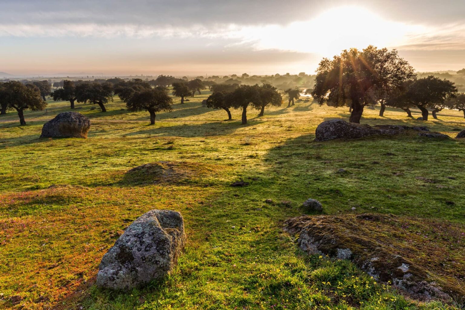 la-dehesa-de-extremadura y el jamon iberico