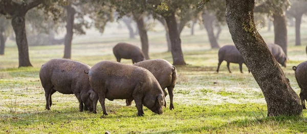 La-Montanera, clave del jamon ibérico de bellota