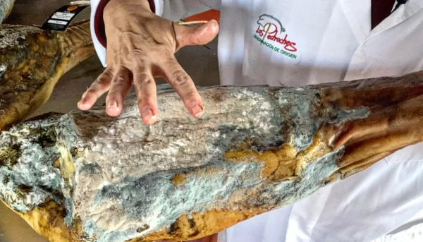 Moho en el jamón ibérico de bellota