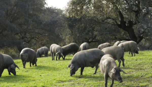 cerdo ibérico de bellota